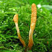 Kedi Revive Ingredient 3: Cordyceps Militaris