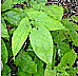 Kedi Revive Ingredient 1: Epimedium Sagittatum