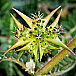 Kedi Revive Ingredient 4: Tribulus terrestris